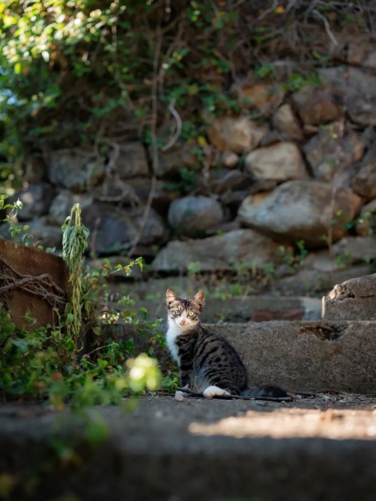 第262期：suica西瓜卡企鹅要毕业？宝可梦新作定档明年；日系车企财报赤字频出？日本熊灾破纪录；aespa将登红白？| 百通板