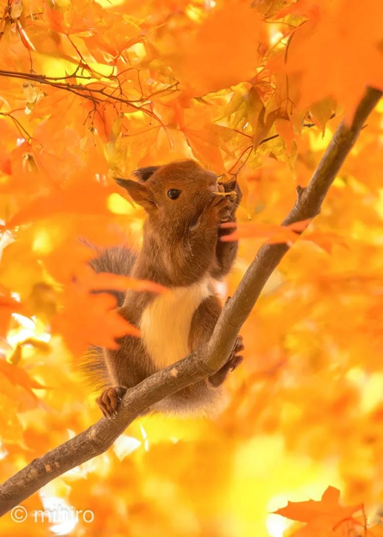 第262期：suica西瓜卡企鹅要毕业？宝可梦新作定档明年；日系车企财报赤字频出？日本熊灾破纪录；aespa将登红白？| 百通板