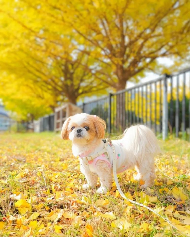 第262期：suica西瓜卡企鹅要毕业？宝可梦新作定档明年；日系车企财报赤字频出？日本熊灾破纪录；aespa将登红白？| 百通板