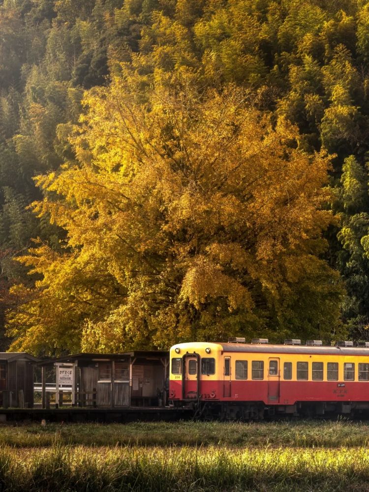 第262期：suica西瓜卡企鹅要毕业？宝可梦新作定档明年；日系车企财报赤字频出？日本熊灾破纪录；aespa将登红白？| 百通板