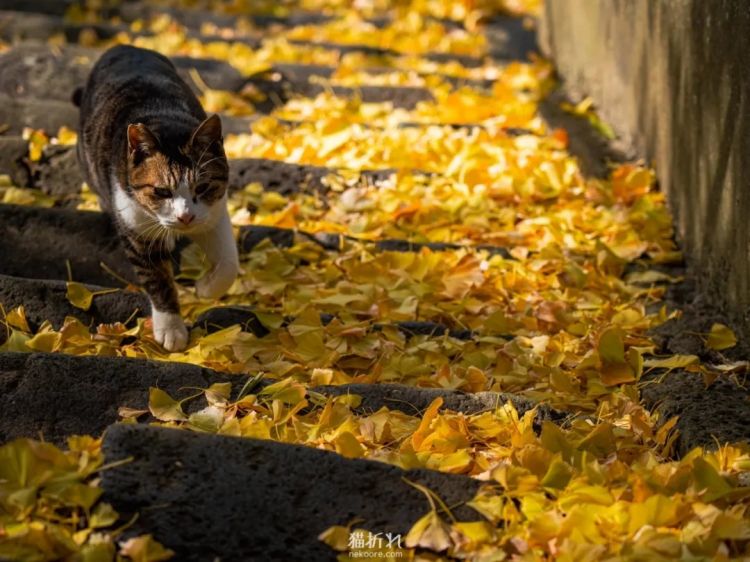 第262期：suica西瓜卡企鹅要毕业？宝可梦新作定档明年；日系车企财报赤字频出？日本熊灾破纪录；aespa将登红白？| 百通板