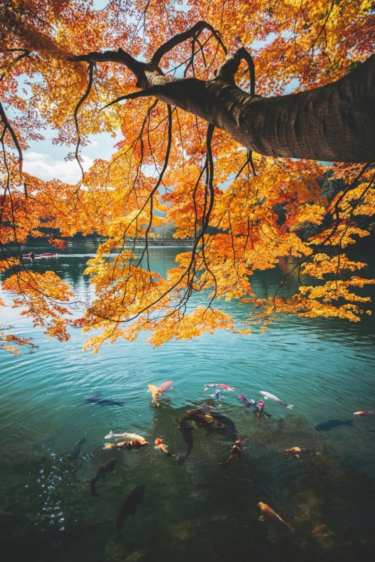 第262期：suica西瓜卡企鹅要毕业？宝可梦新作定档明年；日系车企财报赤字频出？日本熊灾破纪录；aespa将登红白？| 百通板