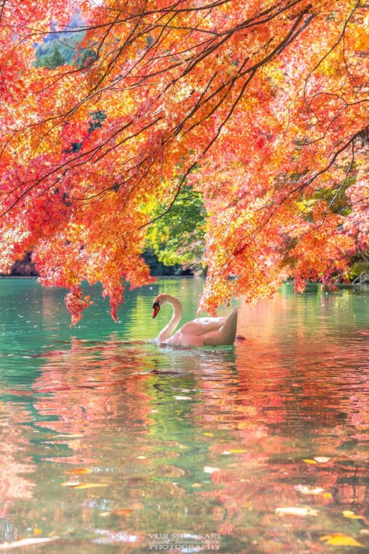 第262期：suica西瓜卡企鹅要毕业？宝可梦新作定档明年；日系车企财报赤字频出？日本熊灾破纪录；aespa将登红白？| 百通板