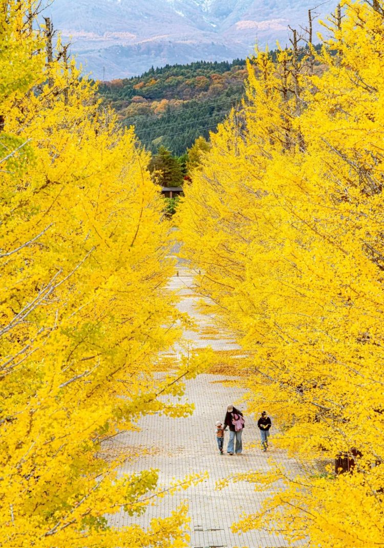 第263期：赴日旅游减少 日本将损失1.7万亿？NHK红白歌会名单出炉；日本GD日本GDP现负增长 | 百通板