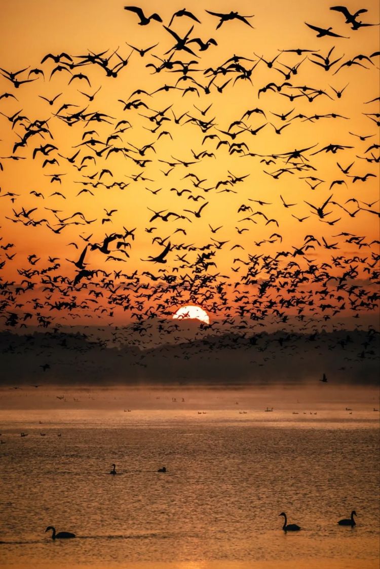 第264期：在华演出接连取消 日本音乐人怒批日本政府？中国暂停日本水产进口；唱片大奖公布 | 百通板