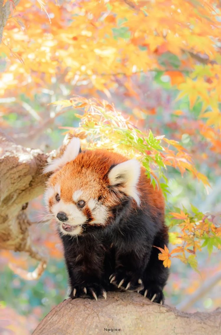 第264期：在华演出接连取消 日本音乐人怒批日本政府？中国暂停日本水产进口；唱片大奖公布 | 百通板