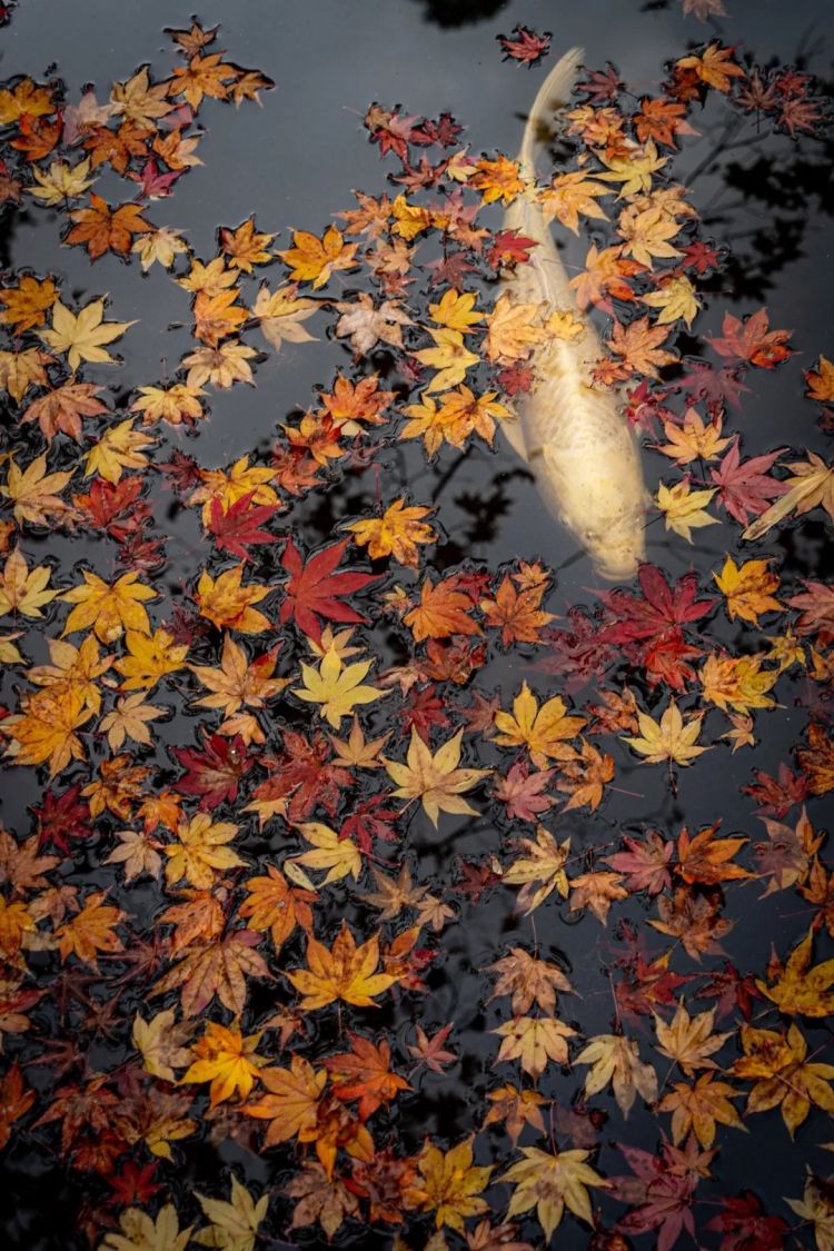 第264期：在华演出接连取消 日本音乐人怒批日本政府？中国暂停日本水产进口；唱片大奖公布 | 百通板