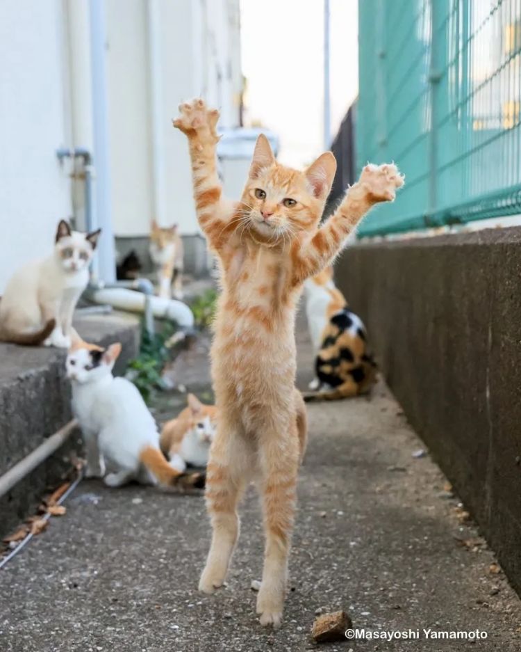 第264期：在华演出接连取消 日本音乐人怒批日本政府？中国暂停日本水产进口；唱片大奖公布 | 百通板