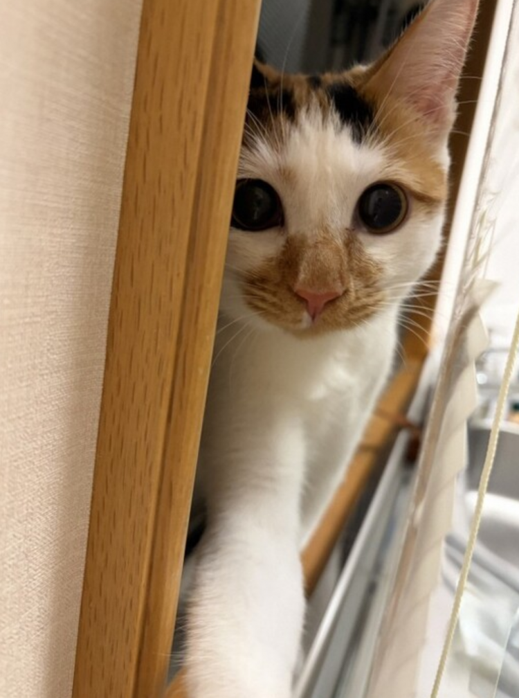 日本皇室公开新收养保护猫“美海”照片