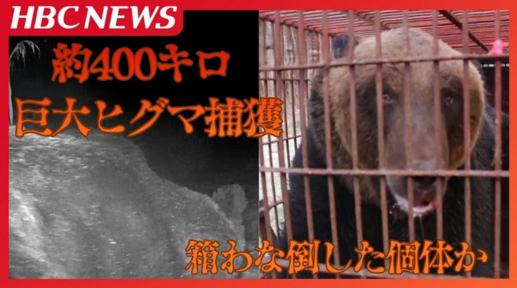 北海道捕获400公斤巨型棕熊 疑为两周前逃脱同个体