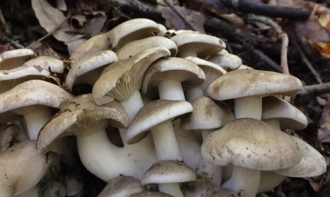 日本大爷上山采蘑菇吃完差点没命，大爷：问了AI说没毒才吃的…