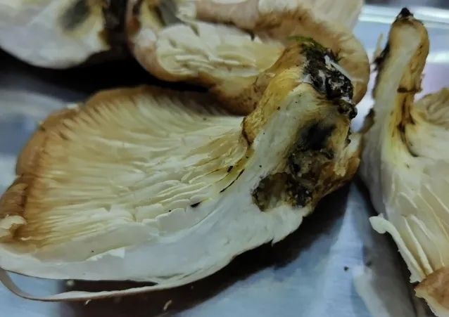 日本大爷上山采蘑菇吃完差点没命，大爷：问了AI说没毒才吃的…