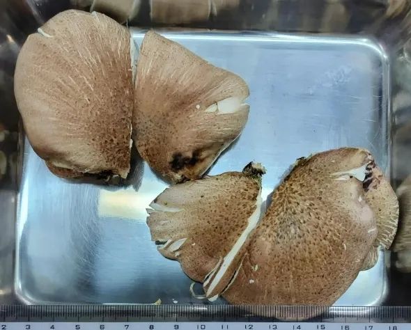 日本大爷上山采蘑菇吃完差点没命，大爷：问了AI说没毒才吃的…