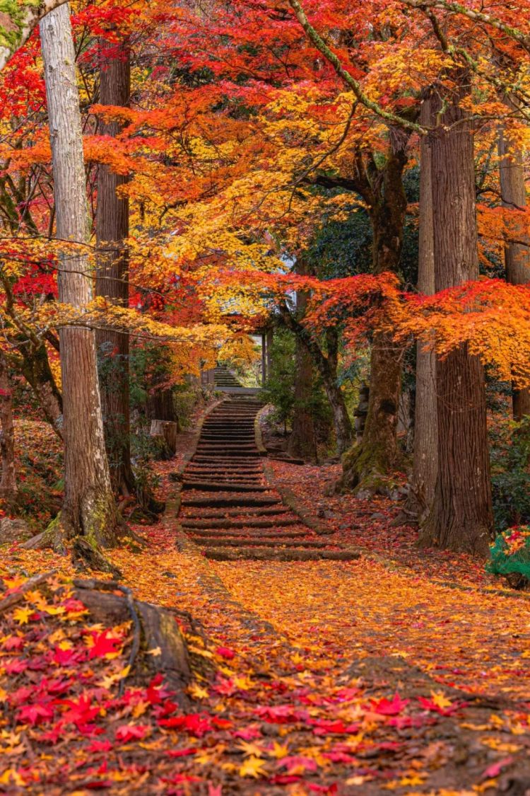 第265期：高市早苗名言当选日本年度流行语？东京拟提高住宿税；滨崎步演唱会紧急叫停？| 百通板