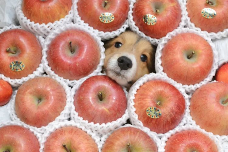 第265期：高市早苗名言当选日本年度流行语？东京拟提高住宿税；滨崎步演唱会紧急叫停？| 百通板