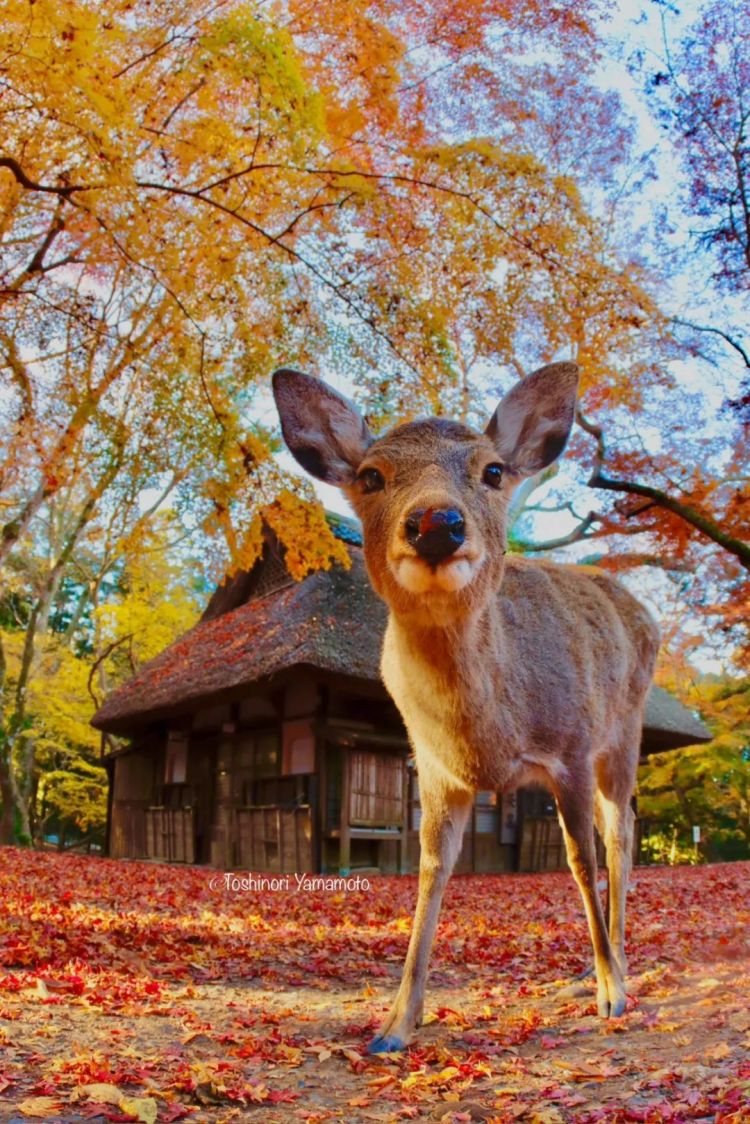 第266期:日本GDP增速下调?永野芽郁将复出?日本多所大学拟上调留学生学费?日本再发大地震;AKB48举行20周年演唱会 | 百通板 第266期:日本GDP增速下调?永野芽郁将复出?日本多所大学拟上调留学生学费?日本再发大地震;AKB48举行20周年演唱会 | 百通板