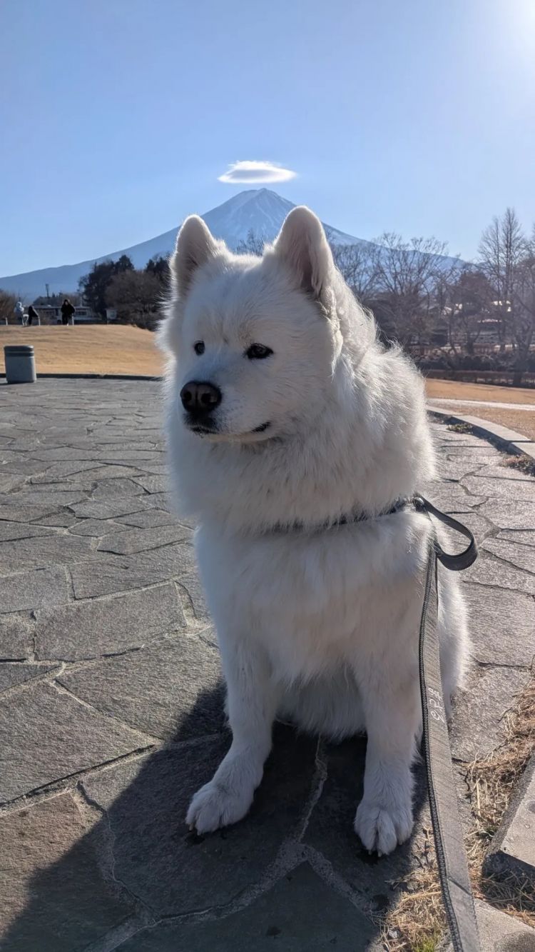 第267期：新一批731细菌战罪证公布；日本年度汉字揭晓；日本近7成支持女性天皇？日本将没有大熊猫？| 百通板