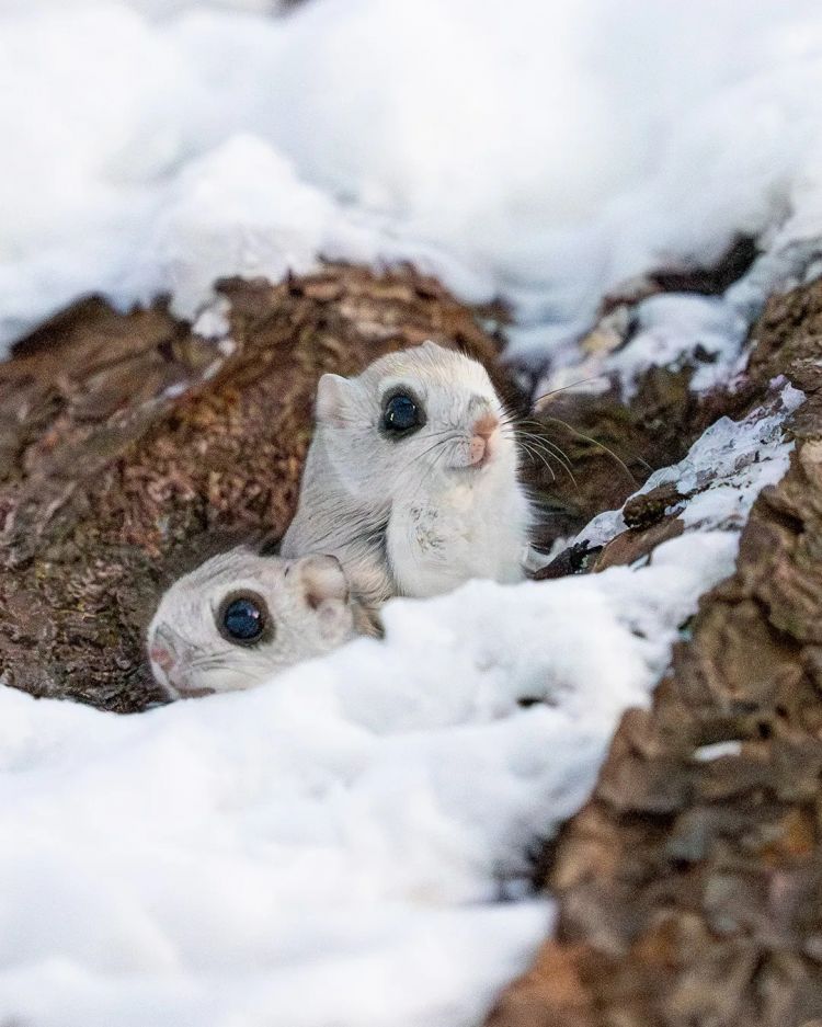 第267期：新一批731细菌战罪证公布；日本年度汉字揭晓；日本近7成支持女性天皇？日本将没有大熊猫？| 百通板