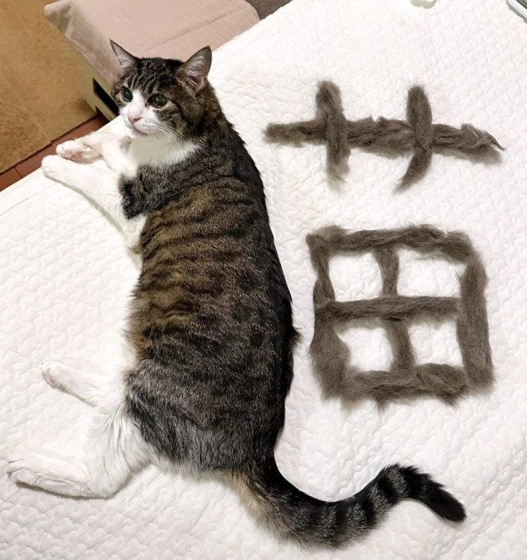 第267期：新一批731细菌战罪证公布；日本年度汉字揭晓；日本近7成支持女性天皇？日本将没有大熊猫？| 百通板