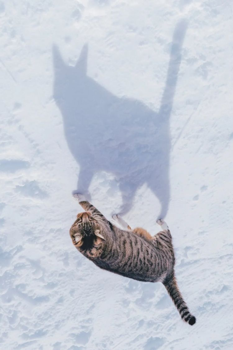 第267期：新一批731细菌战罪证公布；日本年度汉字揭晓；日本近7成支持女性天皇？日本将没有大熊猫？| 百通板