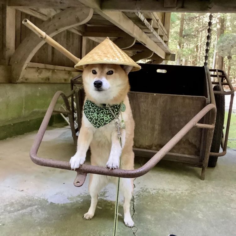 第267期：新一批731细菌战罪证公布；日本年度汉字揭晓；日本近7成支持女性天皇？日本将没有大熊猫？| 百通板