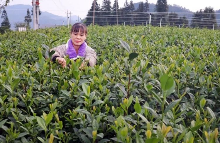 第268期:日本拥核论遭日本民众强烈抗议;安倍晋三刺杀案或判刑无期?新木优子中岛裕翔将结婚?福原爱再婚 | 百通板 第268期:日本拥核论遭日本民众强烈抗议;安倍晋三刺杀案或判刑无期?新木优子中岛裕翔将结婚?福原爱再婚 | 百通板