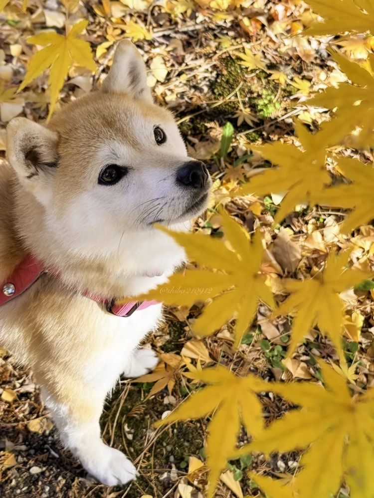 第268期:日本拥核论遭日本民众强烈抗议;安倍晋三刺杀案或判刑无期?新木优子中岛裕翔将结婚?福原爱再婚 | 百通板 第268期:日本拥核论遭日本民众强烈抗议;安倍晋三刺杀案或判刑无期?新木优子中岛裕翔将结婚?福原爱再婚 | 百通板