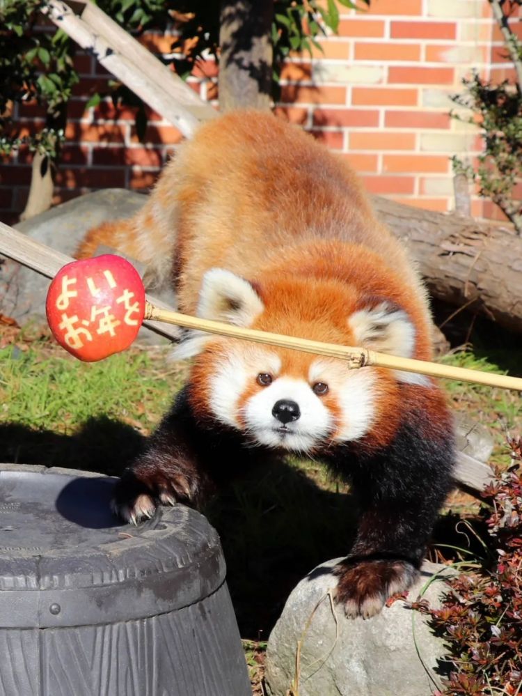 第269期：日本投入62亿应对熊害；松田圣子加盟红白；堂本光一宣布结婚；日本出生率再创新低？全球百大最美面孔出炉 | 百通板