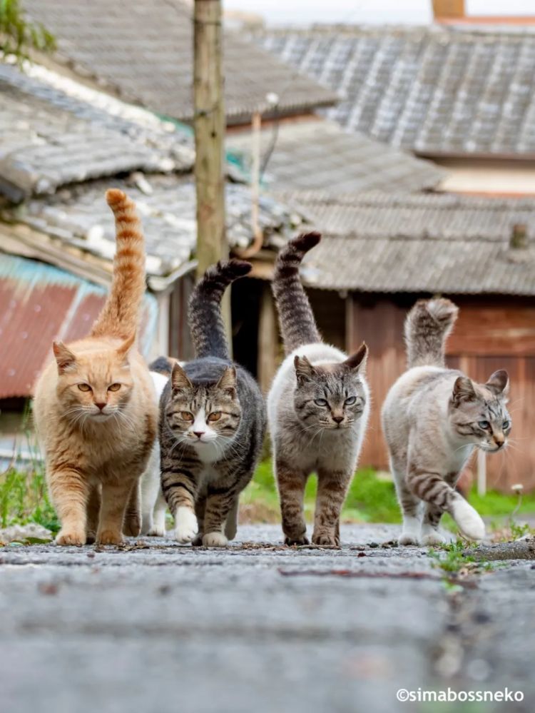 第269期：日本投入62亿应对熊害；松田圣子加盟红白；堂本光一宣布结婚；日本出生率再创新低？全球百大最美面孔出炉 | 百通板