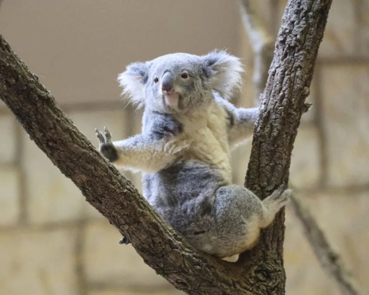 第270期：元旦结婚潮 日剧吧四大台柱均已结婚；印度超越日本成第四大经济体？永野芽郁更新博客 | 百通板