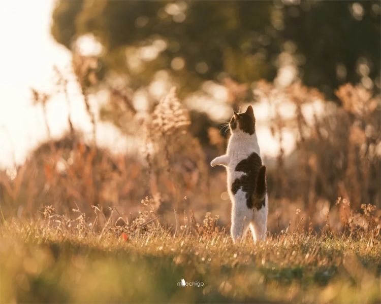 第271期:中国对日本实施出口管制;北海道餐馆墙壁藏尸?高市早苗将解散众议院 日本或提前大选?XG改名 | 百通板 第271期:中国对日本实施出口管制;北海道餐馆墙壁藏尸?高市早苗将解散众议院 日本或提前大选?XG改名 | 百通板