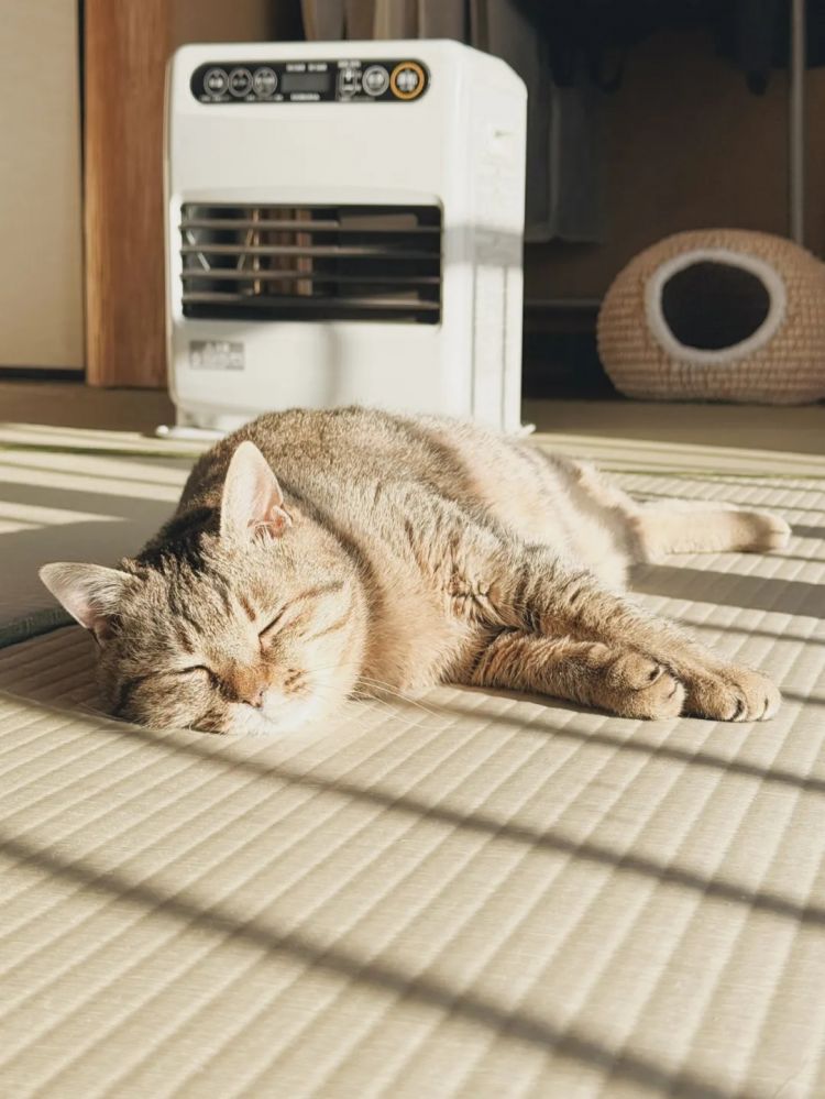 第271期:中国对日本实施出口管制;北海道餐馆墙壁藏尸?高市早苗将解散众议院 日本或提前大选?XG改名 | 百通板 第271期:中国对日本实施出口管制;北海道餐馆墙壁藏尸?高市早苗将解散众议院 日本或提前大选?XG改名 | 百通板