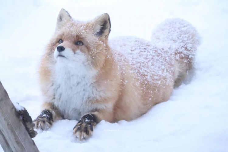 第271期:中国对日本实施出口管制;北海道餐馆墙壁藏尸?高市早苗将解散众议院 日本或提前大选?XG改名 | 百通板 第271期:中国对日本实施出口管制;北海道餐馆墙壁藏尸?高市早苗将解散众议院 日本或提前大选?XG改名 | 百通板