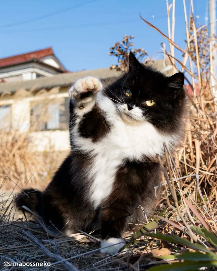 第272期:日本将提前大选 创下最快记录?日本前首相退出政坛 曾颁布令和年号;米仓凉子再陷涉毒疑云 | 百通板 第272期:日本将提前大选 创下最快记录?日本前首相退出政坛 曾颁布令和年号;米仓凉子再陷涉毒疑云 | 百通板