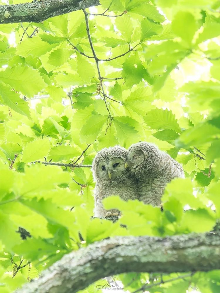 第272期:日本将提前大选 创下最快记录?日本前首相退出政坛 曾颁布令和年号;米仓凉子再陷涉毒疑云 | 百通板 第272期:日本将提前大选 创下最快记录?日本前首相退出政坛 曾颁布令和年号;米仓凉子再陷涉毒疑云 | 百通板