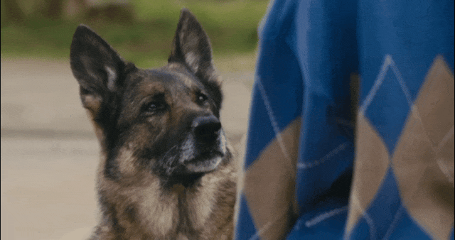 好厉害!狗狗电影竟然拍出了苦难人间 好厉害!狗狗电影竟然拍出了苦难人间