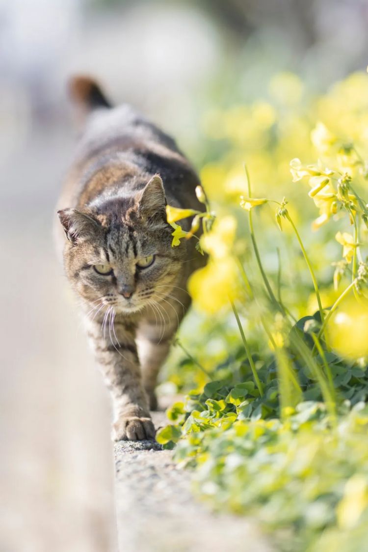 第273期:安倍晋三遇刺案宣判无期;提前大选 高市早苗支持率骤降?上野双胞胎熊猫回国 日本再无大熊猫?| 百通板 第273期:安倍晋三遇刺案宣判无期;提前大选 高市早苗支持率骤降?上野双胞胎熊猫回国 日本再无大熊猫?| 百通板