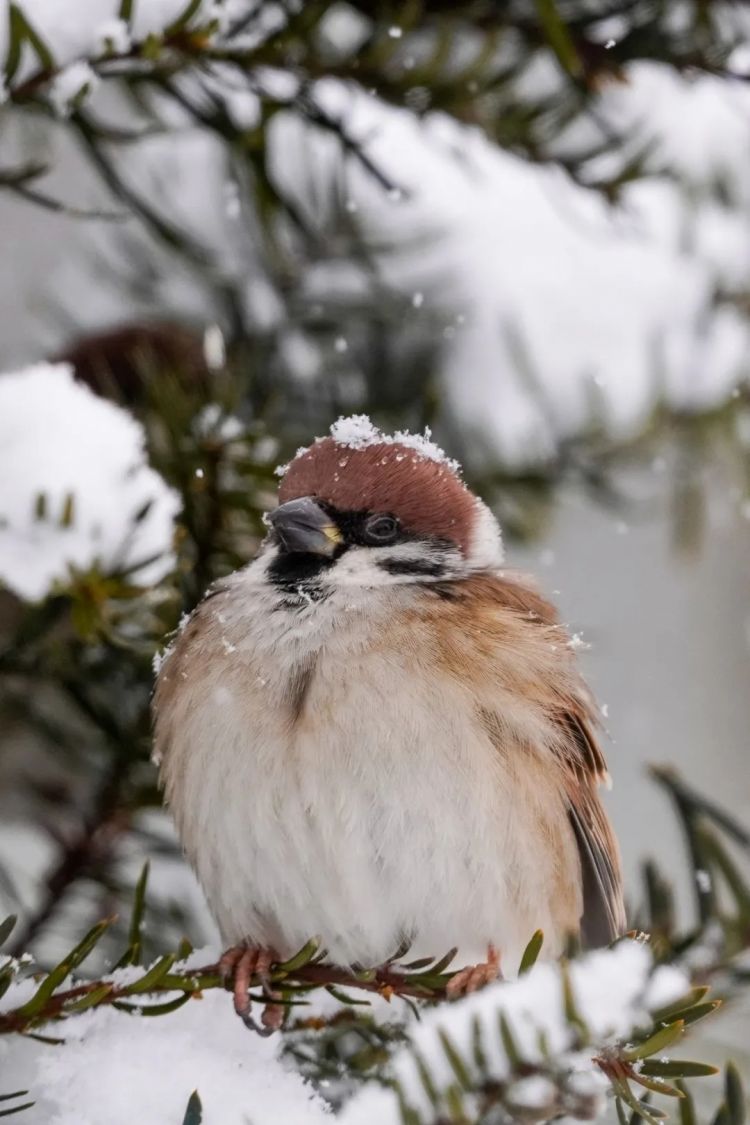 第273期:安倍晋三遇刺案宣判无期;提前大选 高市早苗支持率骤降?上野双胞胎熊猫回国 日本再无大熊猫?| 百通板 第273期:安倍晋三遇刺案宣判无期;提前大选 高市早苗支持率骤降?上野双胞胎熊猫回国 日本再无大熊猫?| 百通板