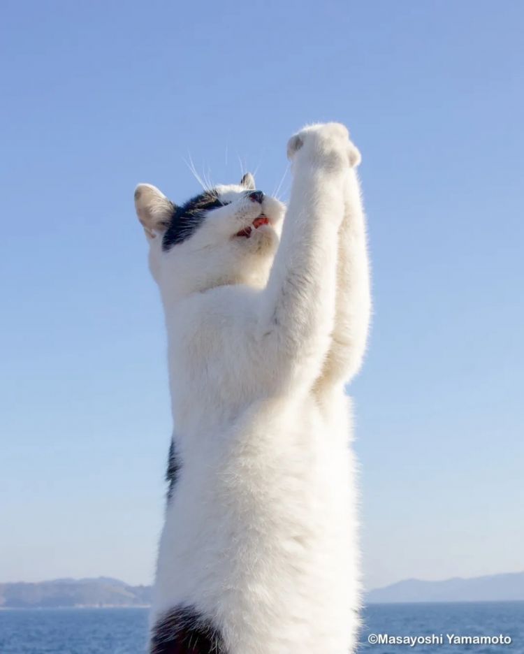 第273期:安倍晋三遇刺案宣判无期;提前大选 高市早苗支持率骤降?上野双胞胎熊猫回国 日本再无大熊猫?| 百通板 第273期:安倍晋三遇刺案宣判无期;提前大选 高市早苗支持率骤降?上野双胞胎熊猫回国 日本再无大熊猫?| 百通板