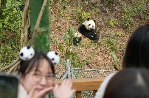 第273期:安倍晋三遇刺案宣判无期;提前大选 高市早苗支持率骤降?上野双胞胎熊猫回国 日本再无大熊猫?| 百通板 第273期:安倍晋三遇刺案宣判无期;提前大选 高市早苗支持率骤降?上野双胞胎熊猫回国 日本再无大熊猫?| 百通板