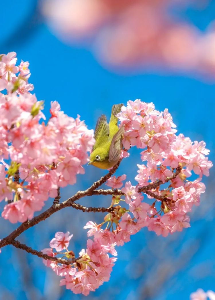第274期:安倍晋三遇刺案山上彻也将上诉;日本新首相将于18日选出;米仓凉子复出?石原里美木村拓哉梦幻联动?| 百通板 第274期:安倍晋三遇刺案山上彻也将上诉;日本新首相将于18日选出;米仓凉子复出?石原里美木村拓哉梦幻联动?| 百通板