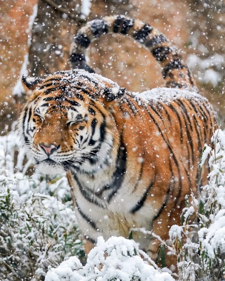 第274期:安倍晋三遇刺案山上彻也将上诉;日本新首相将于18日选出;米仓凉子复出?石原里美木村拓哉梦幻联动?| 百通板 第274期:安倍晋三遇刺案山上彻也将上诉;日本新首相将于18日选出;米仓凉子复出?石原里美木村拓哉梦幻联动?| 百通板