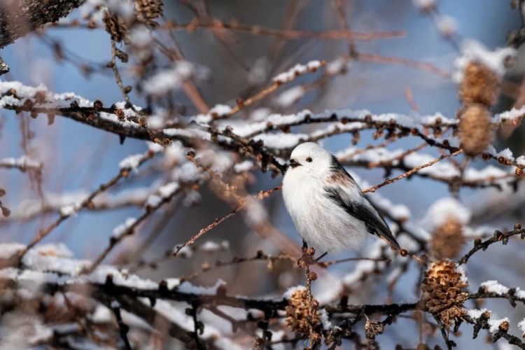第274期:安倍晋三遇刺案山上彻也将上诉;日本新首相将于18日选出;米仓凉子复出?石原里美木村拓哉梦幻联动?| 百通板 第274期:安倍晋三遇刺案山上彻也将上诉;日本新首相将于18日选出;米仓凉子复出?石原里美木村拓哉梦幻联动?| 百通板