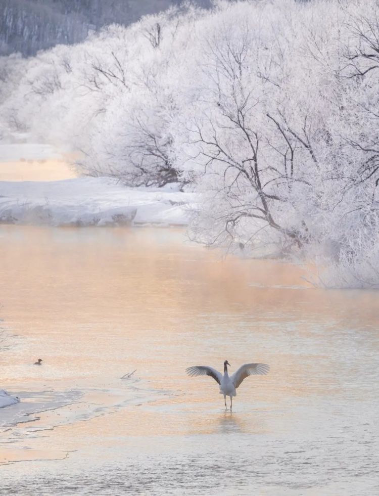 第274期:安倍晋三遇刺案山上彻也将上诉;日本新首相将于18日选出;米仓凉子复出?石原里美木村拓哉梦幻联动?| 百通板 第274期:安倍晋三遇刺案山上彻也将上诉;日本新首相将于18日选出;米仓凉子复出?石原里美木村拓哉梦幻联动?| 百通板