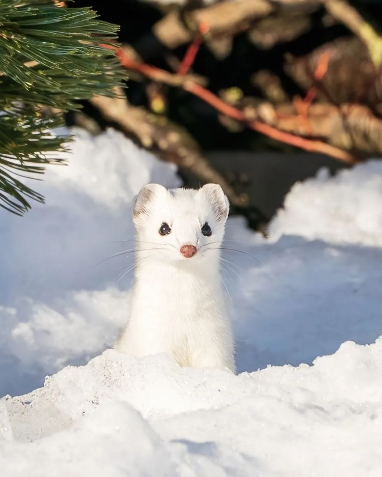 第274期:安倍晋三遇刺案山上彻也将上诉;日本新首相将于18日选出;米仓凉子复出?石原里美木村拓哉梦幻联动?| 百通板 第274期:安倍晋三遇刺案山上彻也将上诉;日本新首相将于18日选出;米仓凉子复出?石原里美木村拓哉梦幻联动?| 百通板