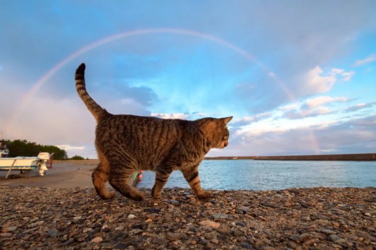 第275期:众议院选举大胜 日本进入高市早苗首相时代?米兰冬奥日本花滑团体摘银;平成的山口百惠闪婚?| 百通板 第275期:众议院选举大胜 日本进入高市早苗首相时代?米兰冬奥日本花滑团体摘银;平成的山口百惠闪婚?| 百通板