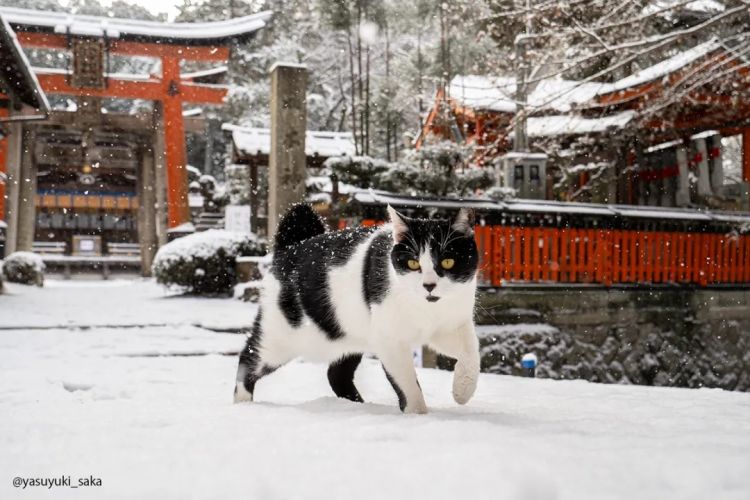 第275期:众议院选举大胜 日本进入高市早苗首相时代?米兰冬奥日本花滑团体摘银;平成的山口百惠闪婚?| 百通板 第275期:众议院选举大胜 日本进入高市早苗首相时代?米兰冬奥日本花滑团体摘银;平成的山口百惠闪婚?| 百通板