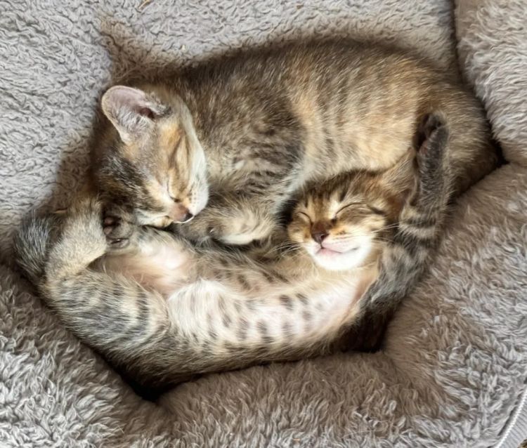 高市早苗连任;米兰冬奥男子花滑爆冷?《柯南》毛利兰声优病休 娜美声优代班?中森明菜复出巡演;| 百通板 高市早苗连任;米兰冬奥男子花滑爆冷?《柯南》毛利兰声优病休 娜美声优代班?中森明菜复出巡演;| 百通板