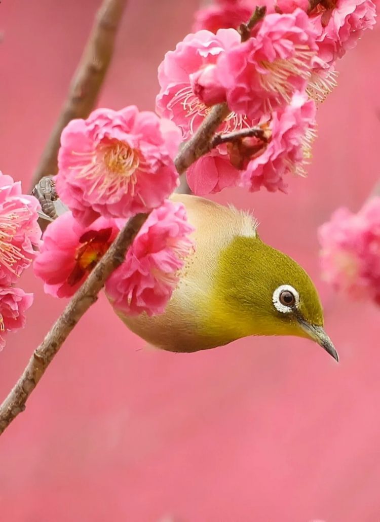 高市早苗连任;米兰冬奥男子花滑爆冷?《柯南》毛利兰声优病休 娜美声优代班?中森明菜复出巡演;| 百通板 高市早苗连任;米兰冬奥男子花滑爆冷?《柯南》毛利兰声优病休 娜美声优代班?中森明菜复出巡演;| 百通板