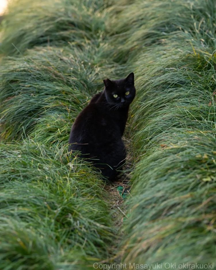 第277期:特朗普新关税再临?《EVA》官宣新作;东京晴空塔电梯突发故障?樱桃小丸子联动蜡笔小新;冬奥收官 | 百通板 第277期:特朗普新关税再临?《EVA》官宣新作;东京晴空塔电梯突发故障?樱桃小丸子联动蜡笔小新;冬奥收官 | 百通板